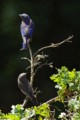 Western Bluebird - male and female