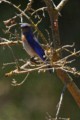 Western Bluebird - male