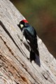 Acorn Woodpecker