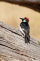 Acorn Woodpecker