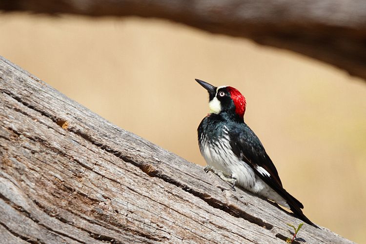 Acorn Woodpecker