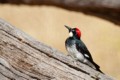 Acorn Woodpecker