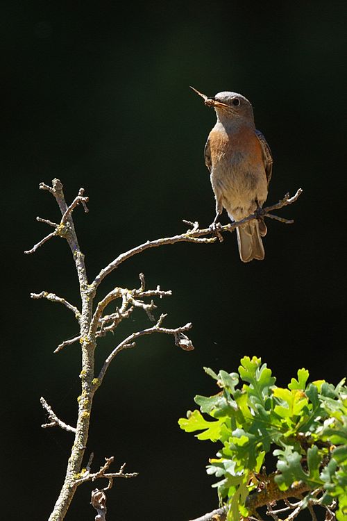 Western Bluebird - female