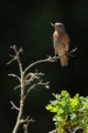 Western Bluebirds - female