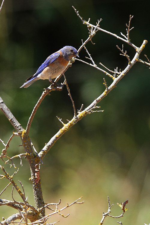Western Bluebird - male