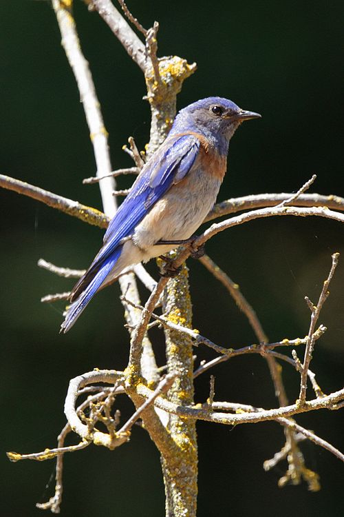 Western Bluebird - male