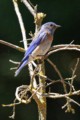 Western Bluebird - male