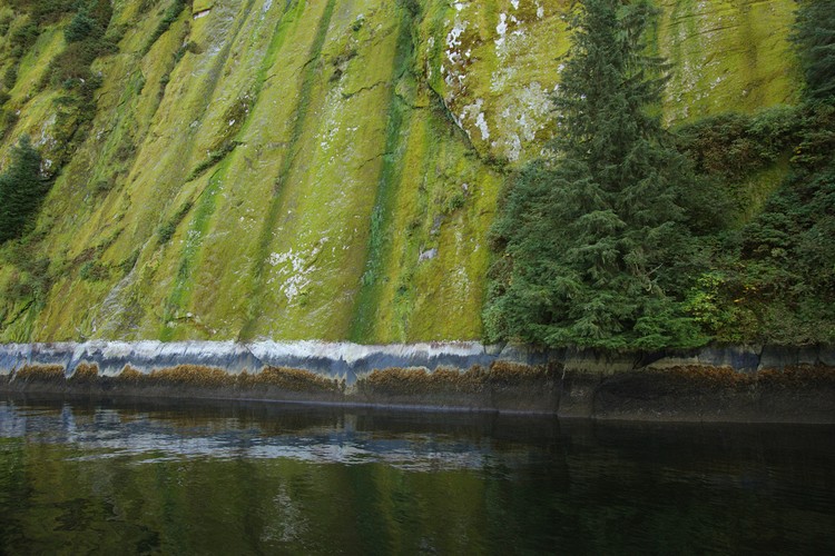 Mossy wall on Rudyerd Bay