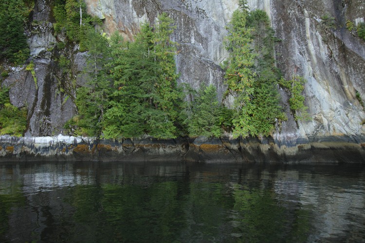 Cedars and tidal spash zone