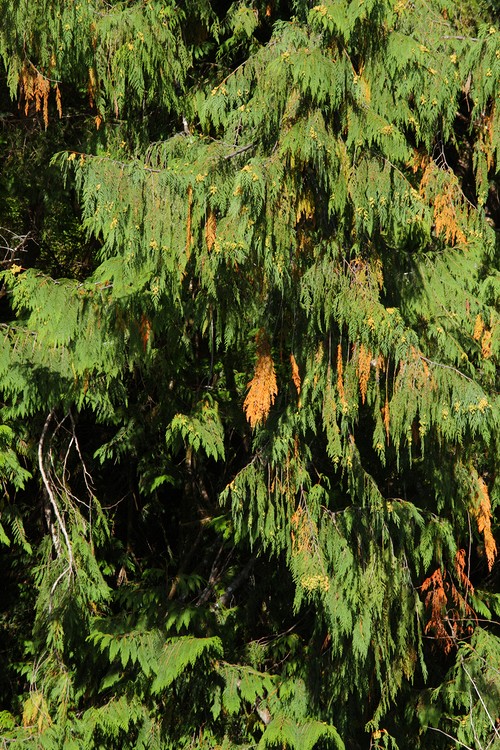 Cedar