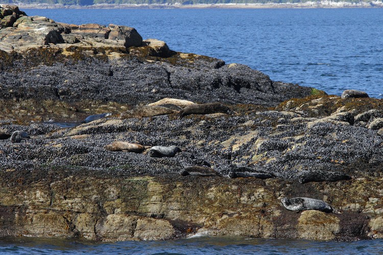 Harbor seals