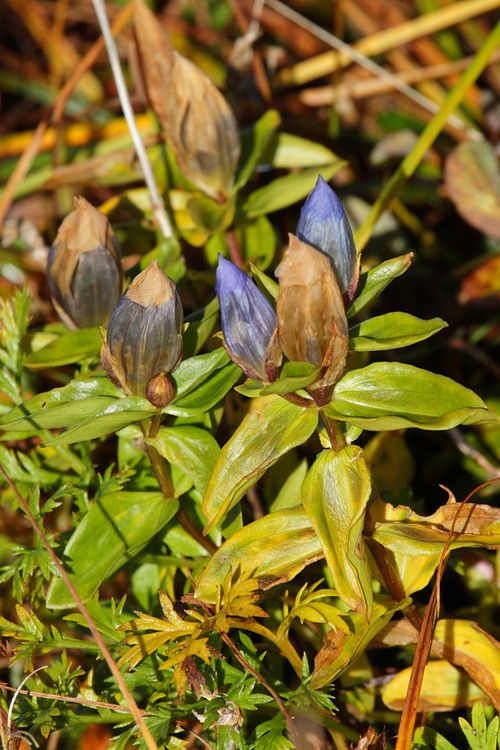 Broad-pettalled Gentian