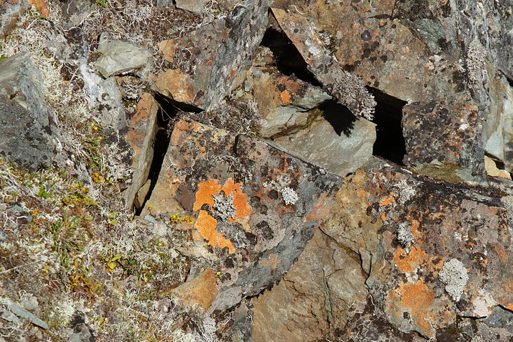 Rock and lichen