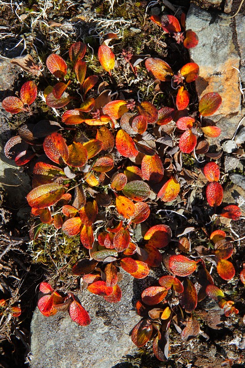 Alpine Bearberry