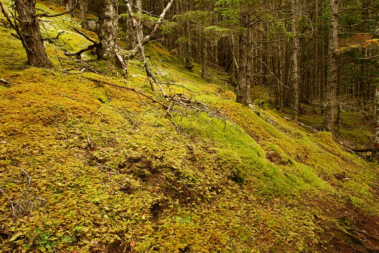 Moss