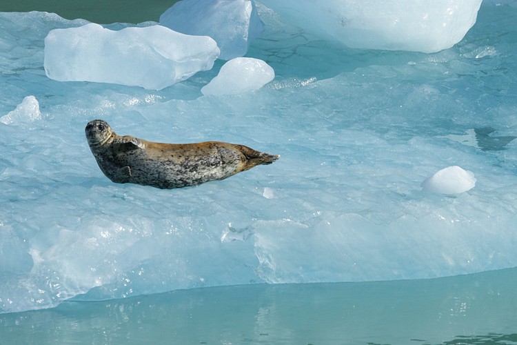 Harbor Seal