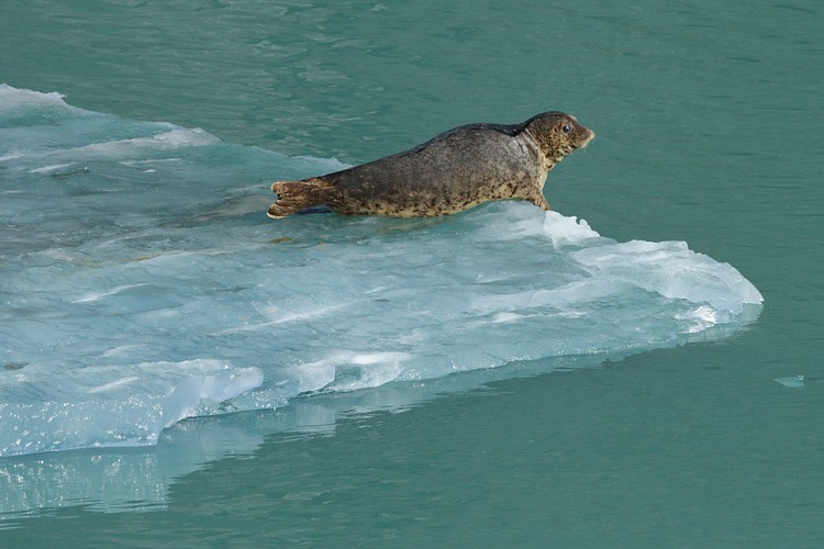 Harbor Seal