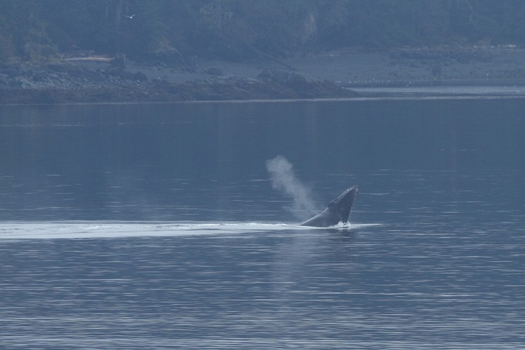 Humpback breaching sequence