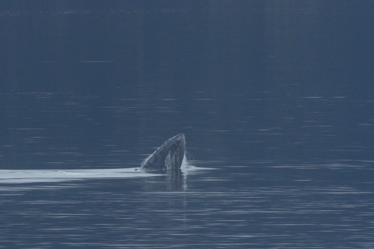 Humpback breaching sequence