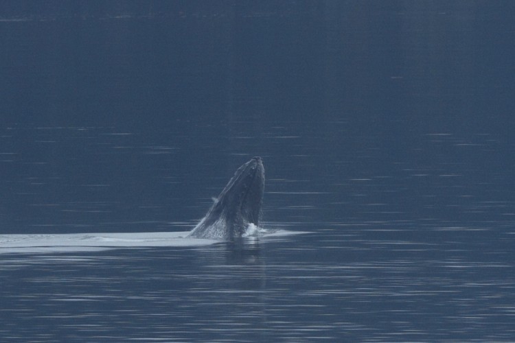 Humpback breaching sequence