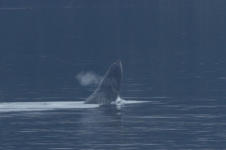 Humpback breaching sequence