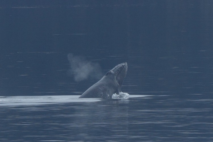 Humpback breaching sequence