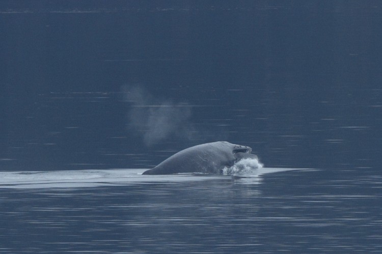 Humpback breaching sequence