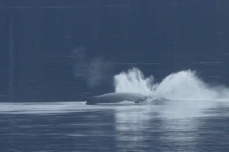 Humpback breaching sequence