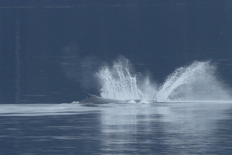 Humpback breaching sequence