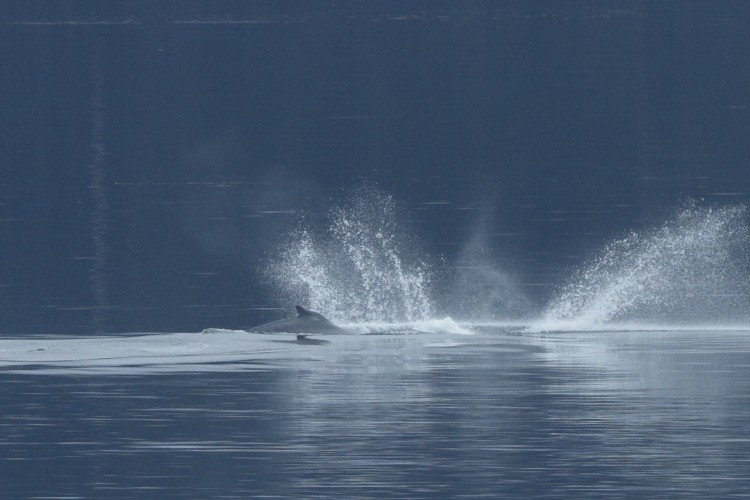 Humpback breaching sequence
