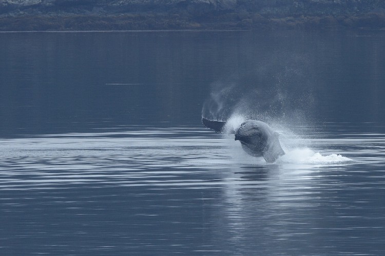 Humpback breaching sequence