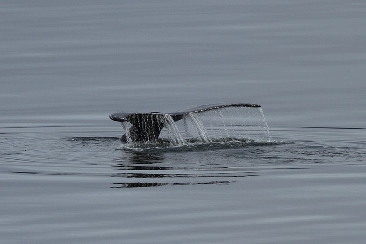 Humback diving sequence