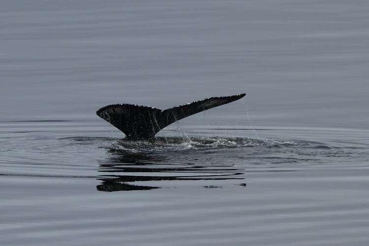 Humback diving sequence
