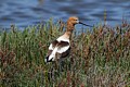 American avocet (Recurvirostra americana)