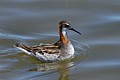 Red-necked Phalarope (Phalaropus lobatus)