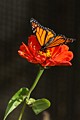 Monarch butterfly on Icelandic poppy