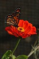 Monarch butterfly on Icelandic poppy