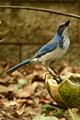 Scrub Jay