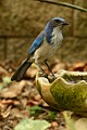 Scrub Jay