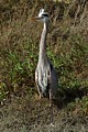 Great Blue Heron (Ardea herodias)