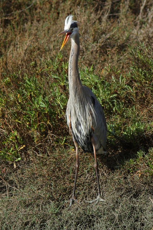 Great Blue Heron (Ardea herodias)