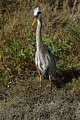 Great Blue Heron (Ardea herodias)