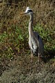 Great Blue Heron (Ardea herodias)