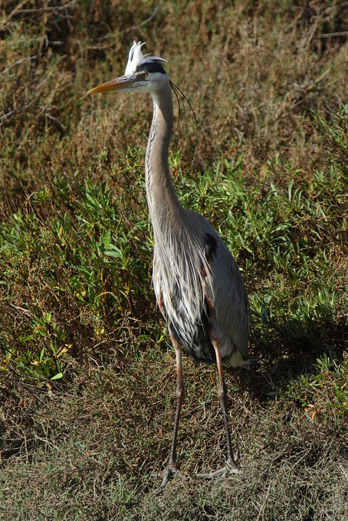 Great Blue Heron (Ardea herodias)