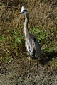 Great Blue Heron (Ardea herodias)