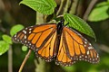 Monarch butterfly