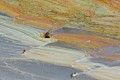 Pollen on water