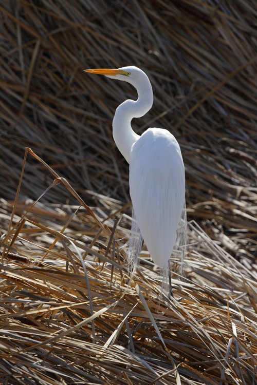 Great Egret in breeding plumage (Ardea alba)