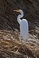 Great Egret in breeding plumage (Ardea alba)