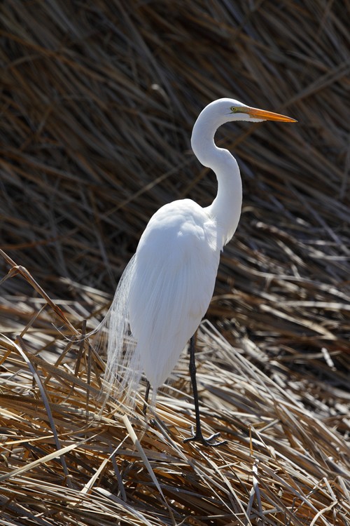 Great Egret in breeding plumage (Ardea alba)